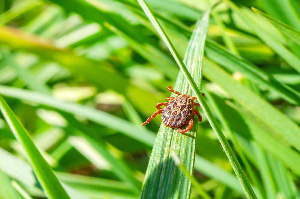 tick on blade of grass