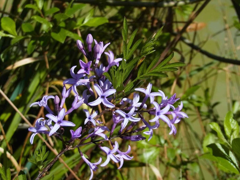 Cutleaf Lilac