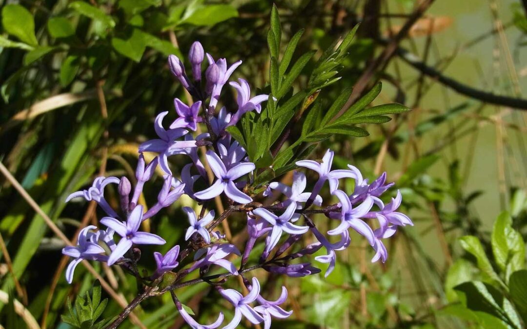 13 Drought-Tolerant Trees to Consider Planting in Your Yard | Bob Vila
