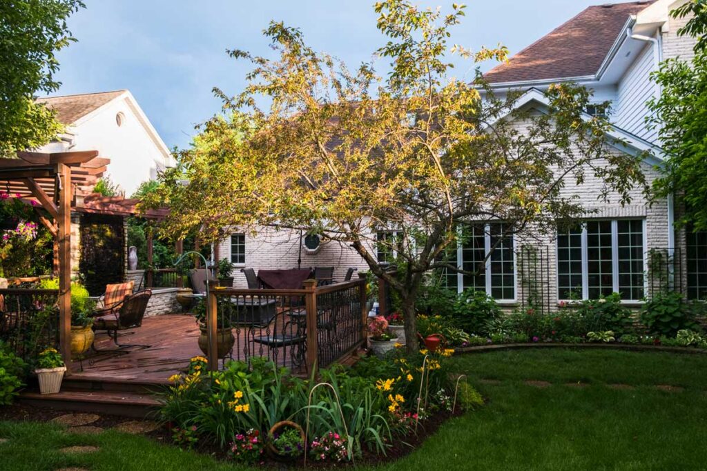 backyard tree