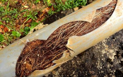 The Best Root Killers for Sewer Lines – Picks from Bob Vila