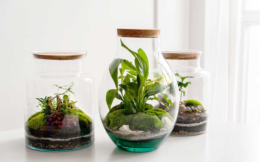 Plants: Facts about our oxygen providers | Live Science