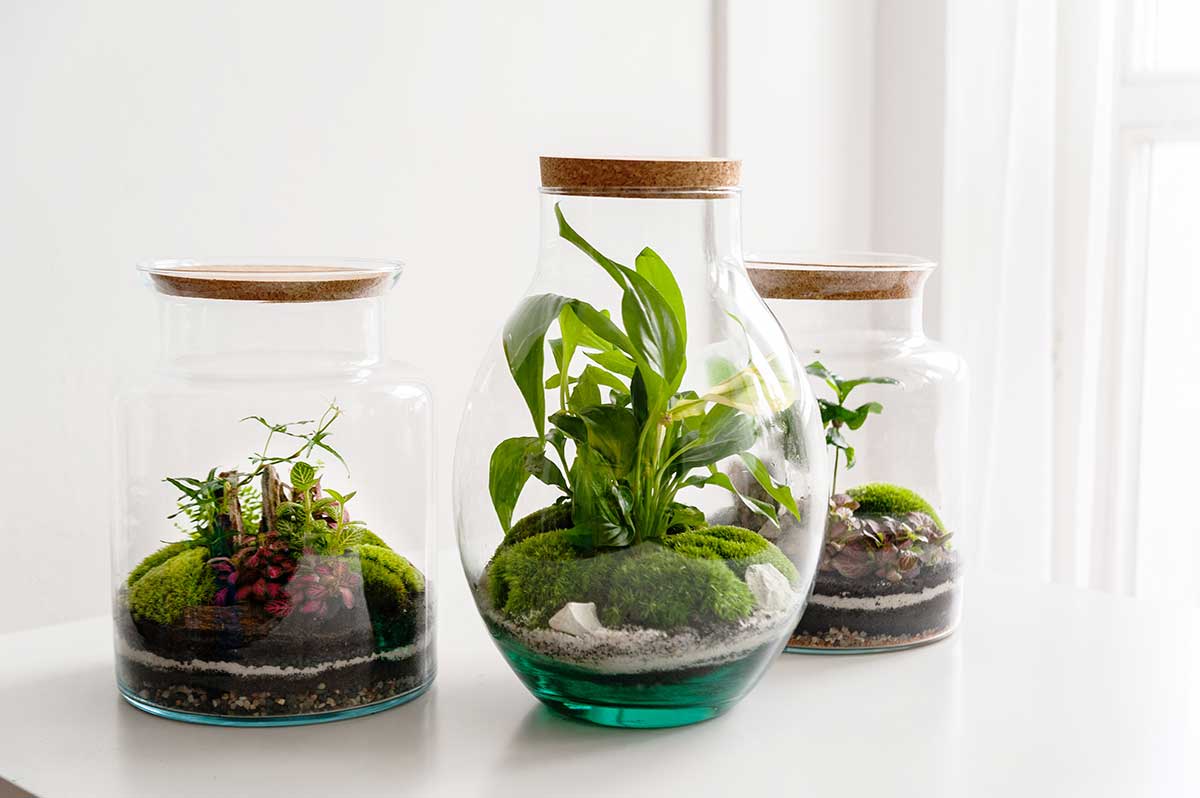 plants in jars