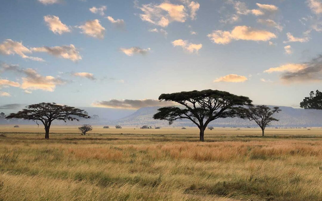 Just 30 species of tree dominate world’s most diverse savanna | ScienceDaily
