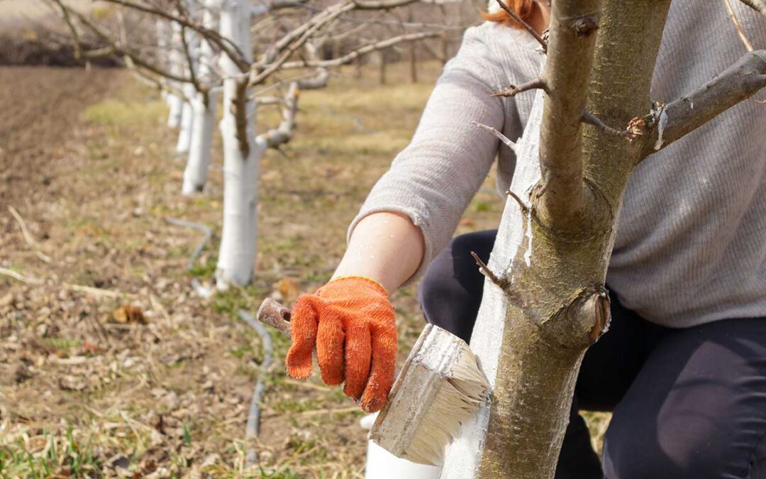 Why Are Some Tree Trunks Painted White? | Bob Vila