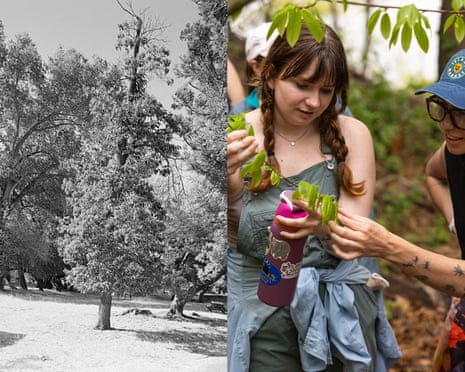A historic image of chestnut trees in Olompali state historic park in California, and volunteers in New York city in 2025