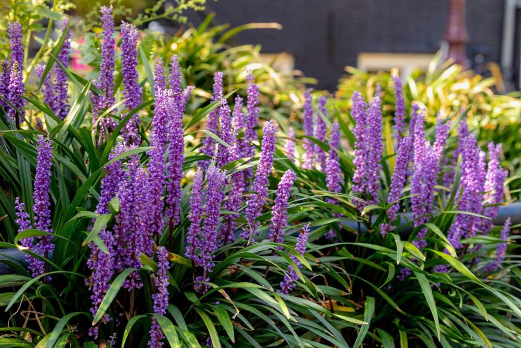 liriope