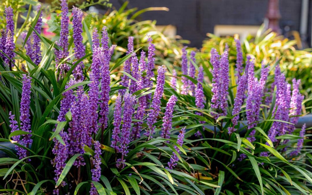 7 Foundation Plants That Look Great Around the House—and 3 Never to Grow There | Bob Vila