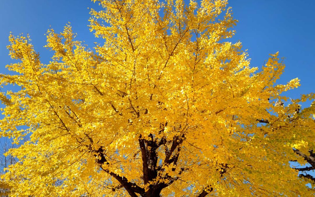 13 Drought-Tolerant Trees to Consider Planting in Your Yard | Bob Vila