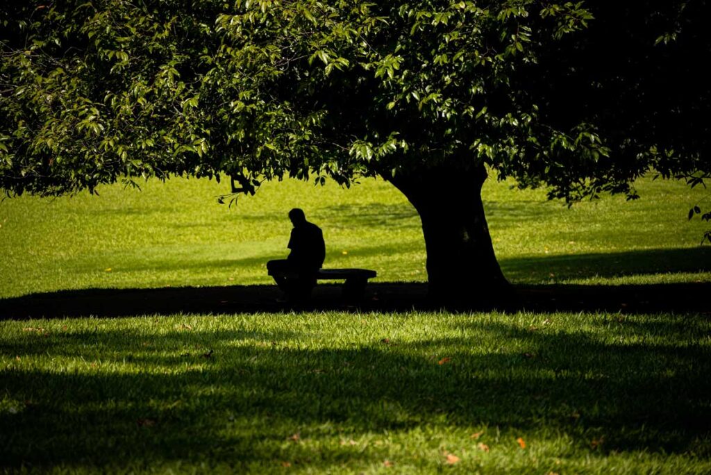 shade tree