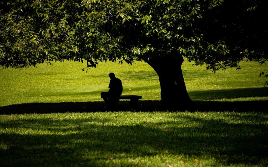 Does planting trees really help cool the planet? | ScienceDaily