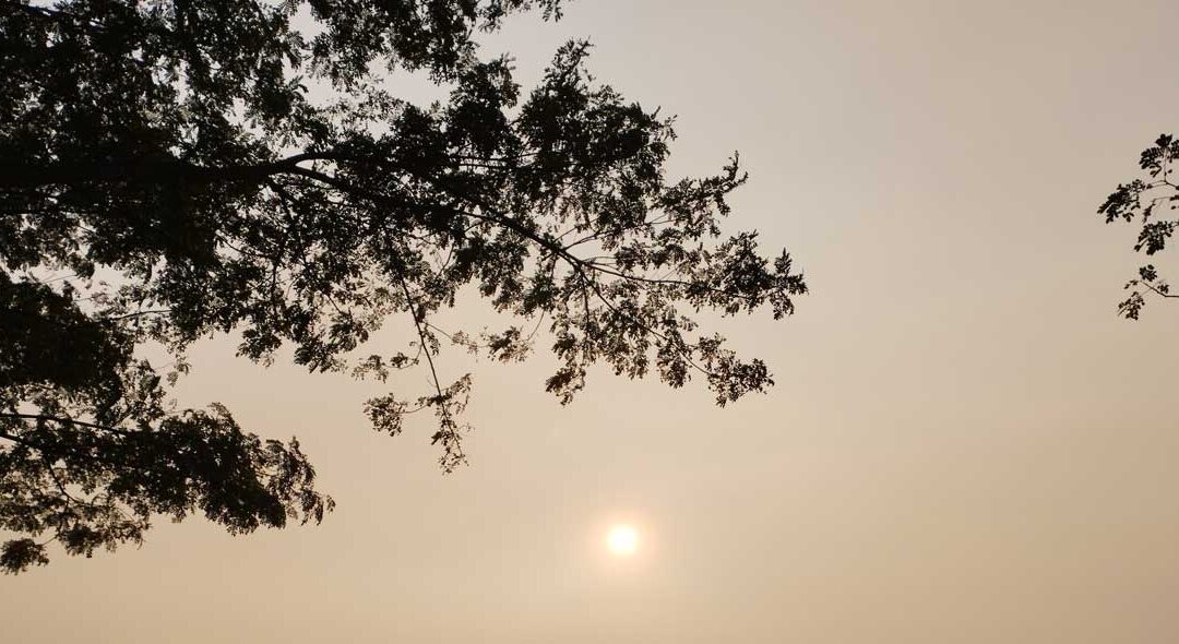 Trees Synchronize Their Bio-electrical Signals During Solar Eclipses: ‘The Wood Wide Web in Action’ | Good New Network