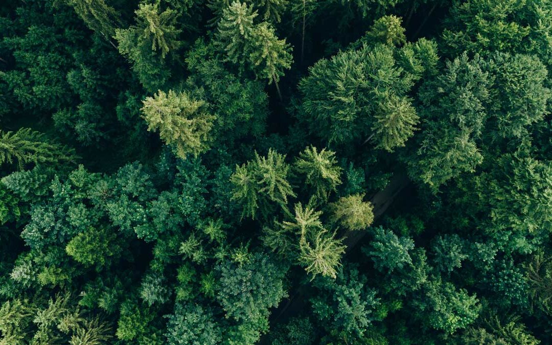 Forest in sync: Spruce trees may communicate during a solar eclipse | ScienceDaily