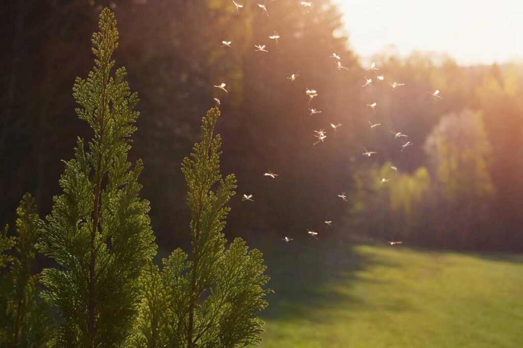 trees mosquitos