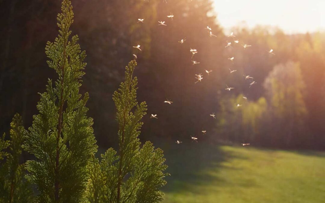 Trees vs. disease: Tree cover reduces mosquito-borne health risk | ScienceDaily