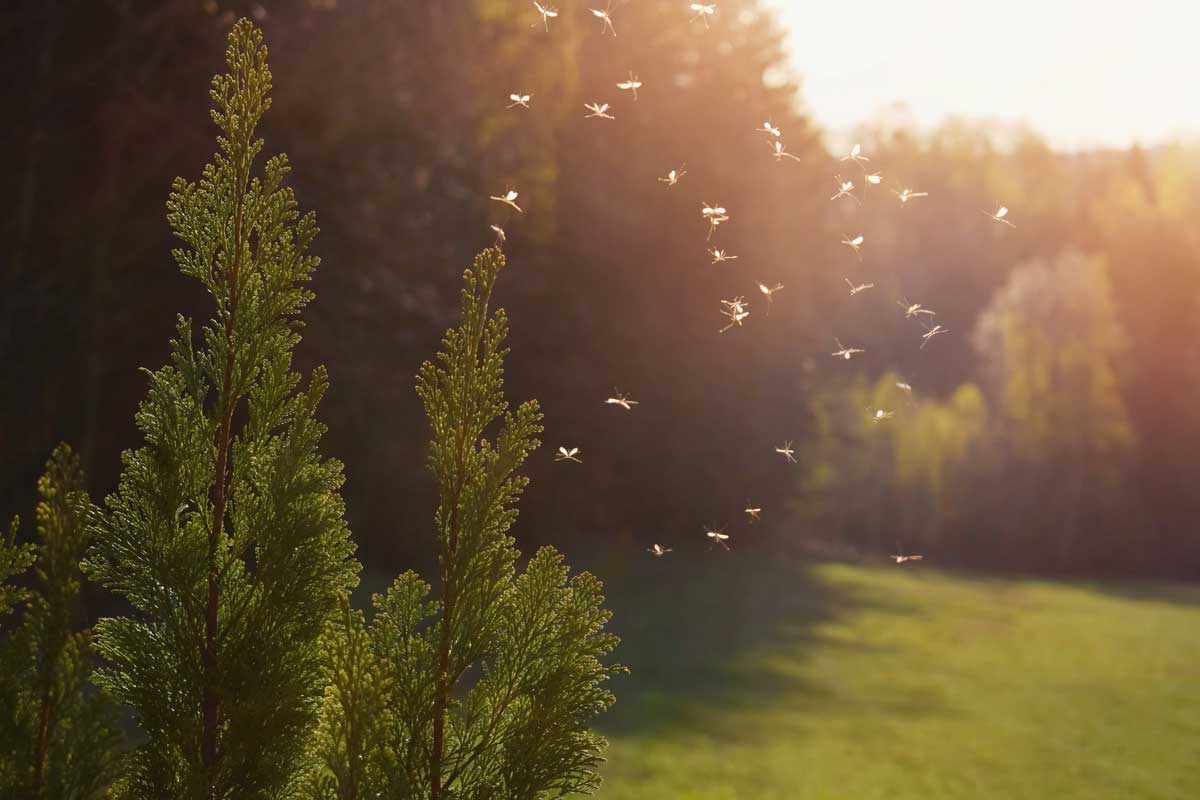trees mosquitos