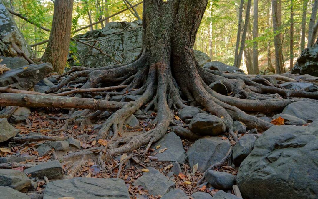 Plants have a secret, second set of roots deep underground that scientists didn’t know about | Live Science
