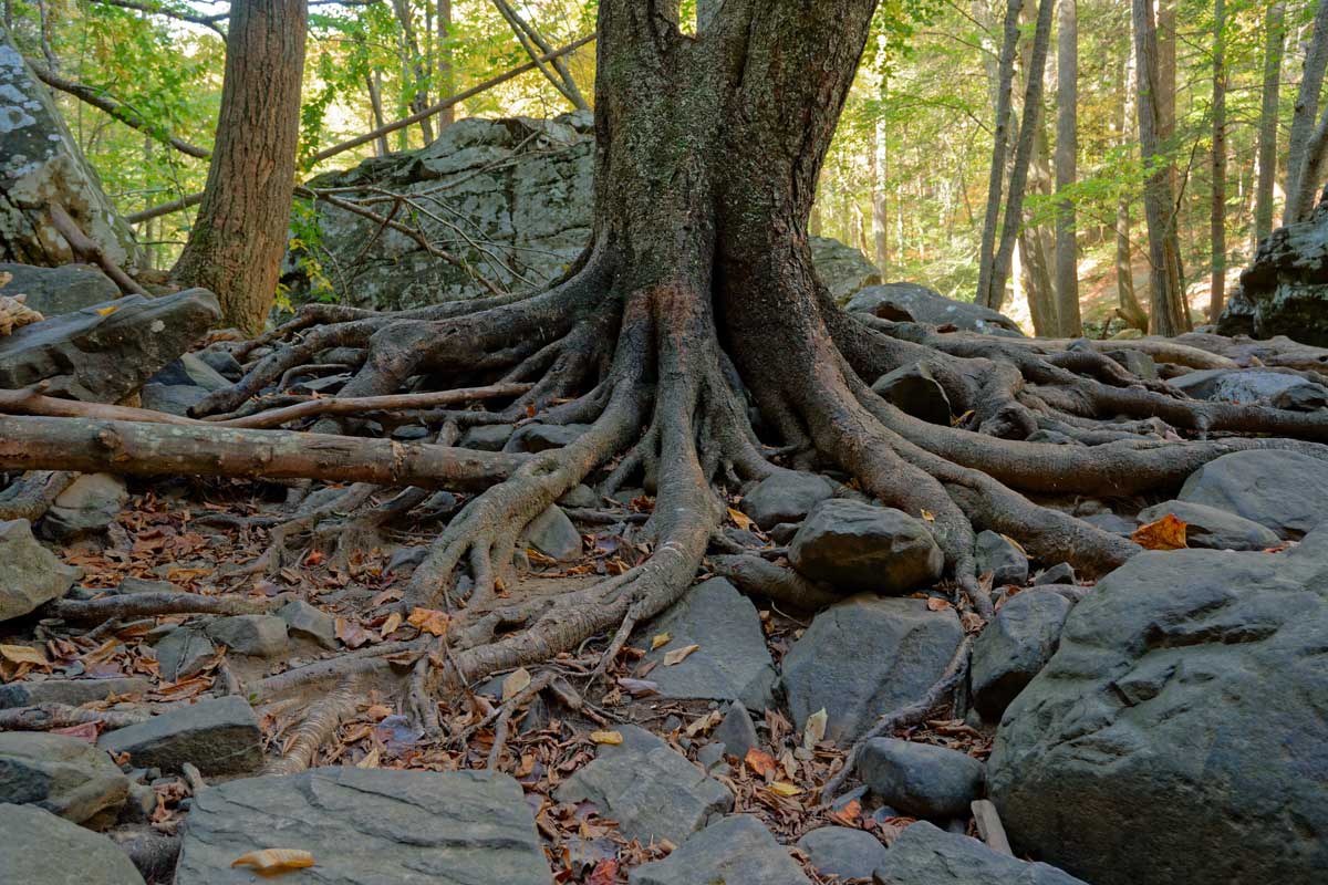 tree roots