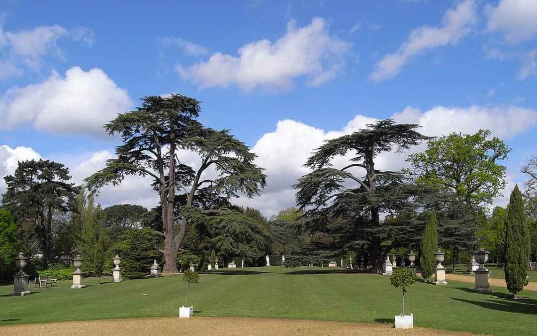 Cedar Tree Climbed by The Beatles is Finalist in Euro Tree Awards Along with Stunning Violet Beech | Bob Vila
