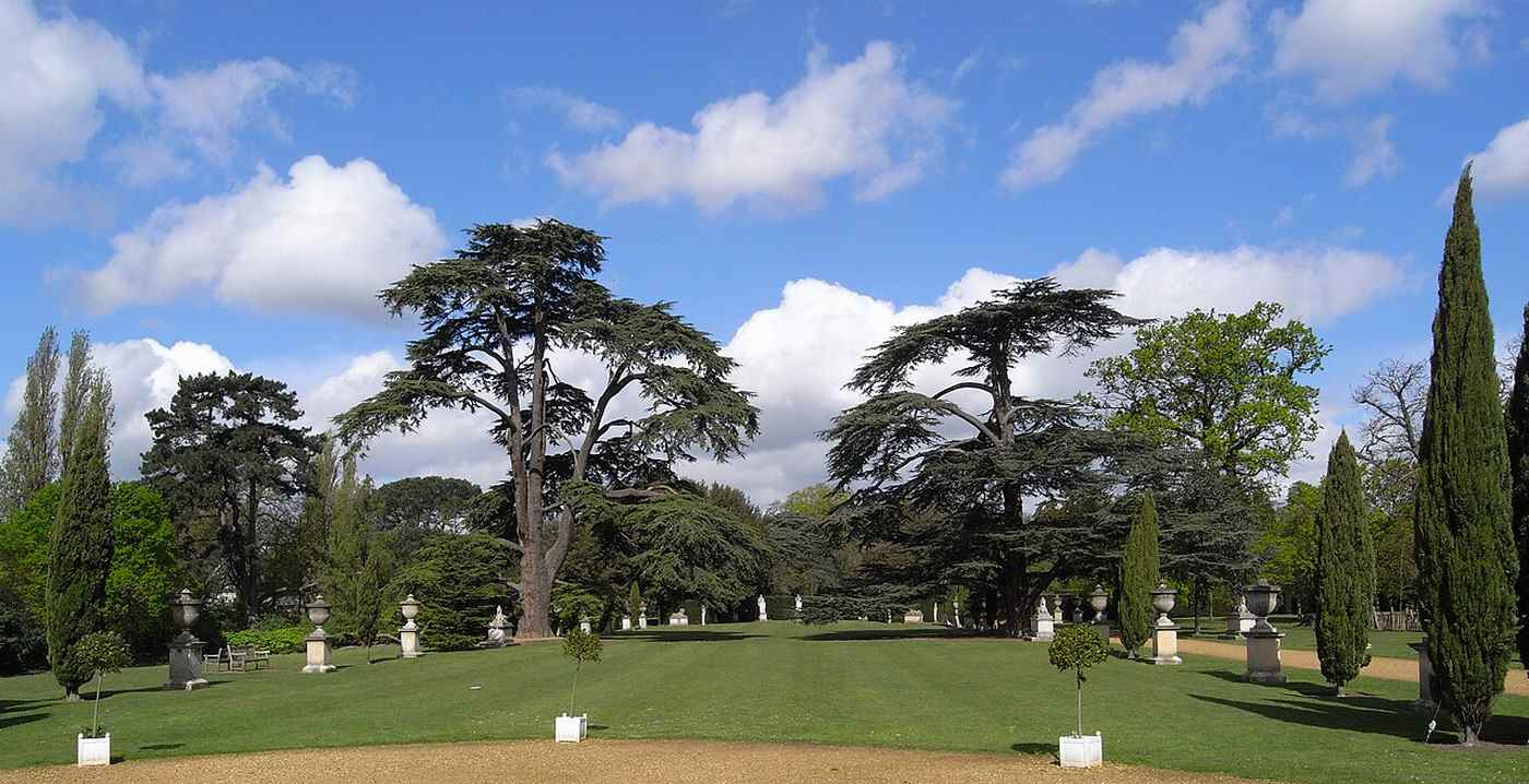 the Beatles Ceder Tree on the grounds of Chiswick House and Garden