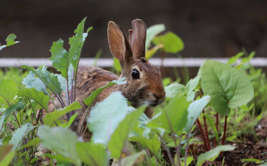 13 Ways to Keep Animals Out of Your Garden Without Harming Them | Bob Vila
