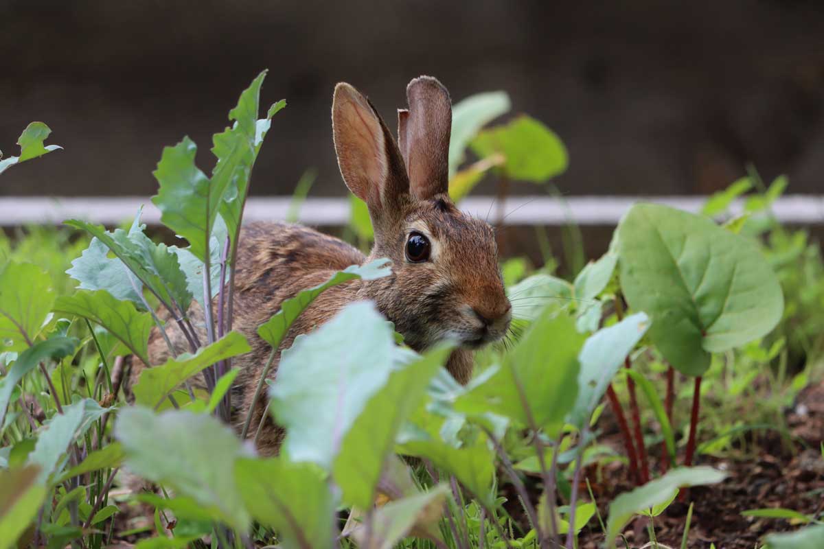 rabbit in garden
