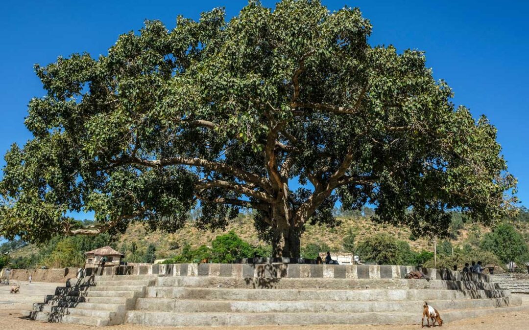 Some Fig Trees Can Turn CO2 Into Stone — A Hidden Talent That Could Combat Climate Change | Discover