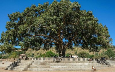 Some Fig Trees Can Turn CO2 Into Stone — A Hidden Talent That Could Combat Climate Change | Discover