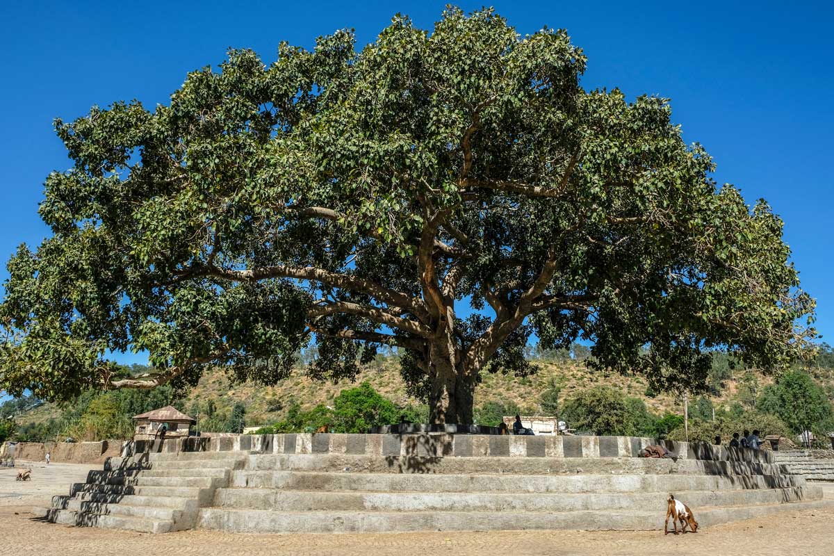 fig tree