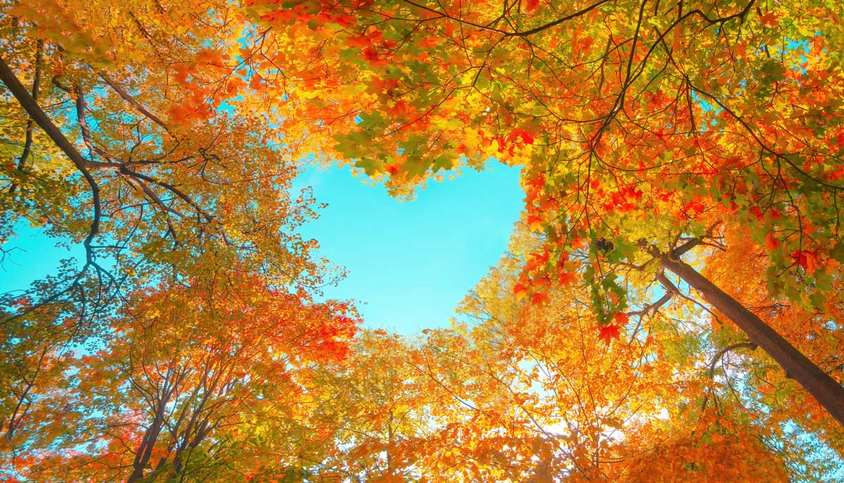 autumn tree canopy with heart shaped break with a blue sky showing in it