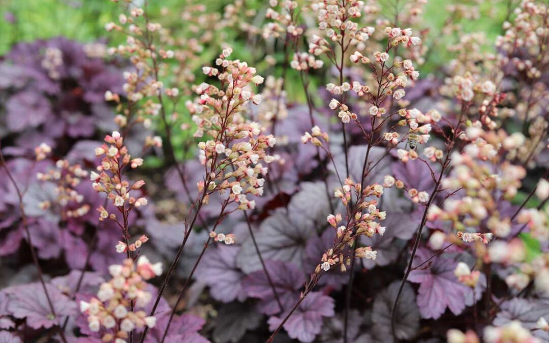 The 15 Best Low-Maintenance Ground Cover Plants for Your Property | Bob Vila
