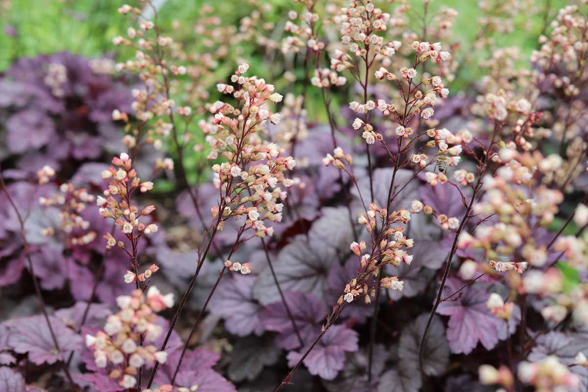 coral bells