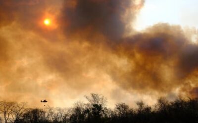 ‘When the forests burn, the sickness comes’: how protecting trees shields millions from disease | Amazon rainforest | The Guardian