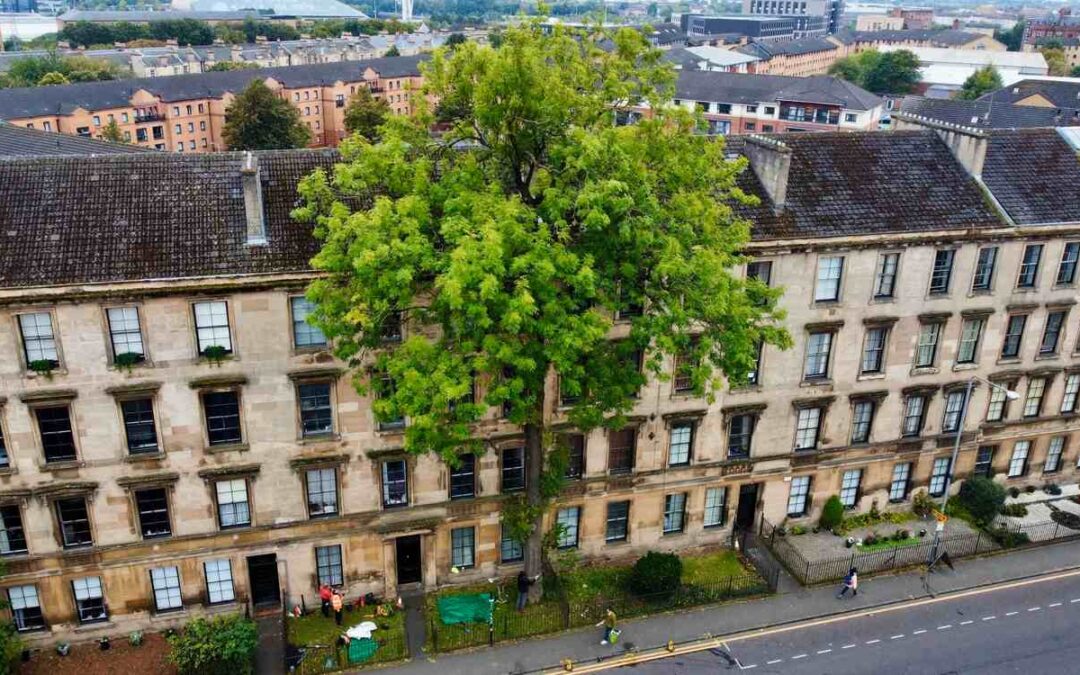 The 2025 ‘Tree of the Year’ Is a Scottish Ash Growing in the Middle of Glasgow | Good News Network