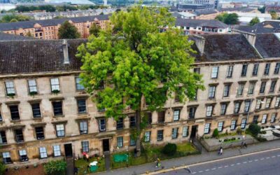 The 2025 ‘Tree of the Year’ Is a Scottish Ash Growing in the Middle of Glasgow | Good News Network