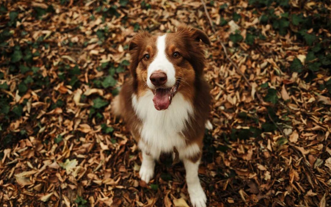 Should you ‘leave the leaves’ in your yard this fall? | Boston Globe