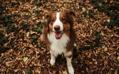 Should you ‘leave the leaves’ in your yard this fall? | Boston Globe