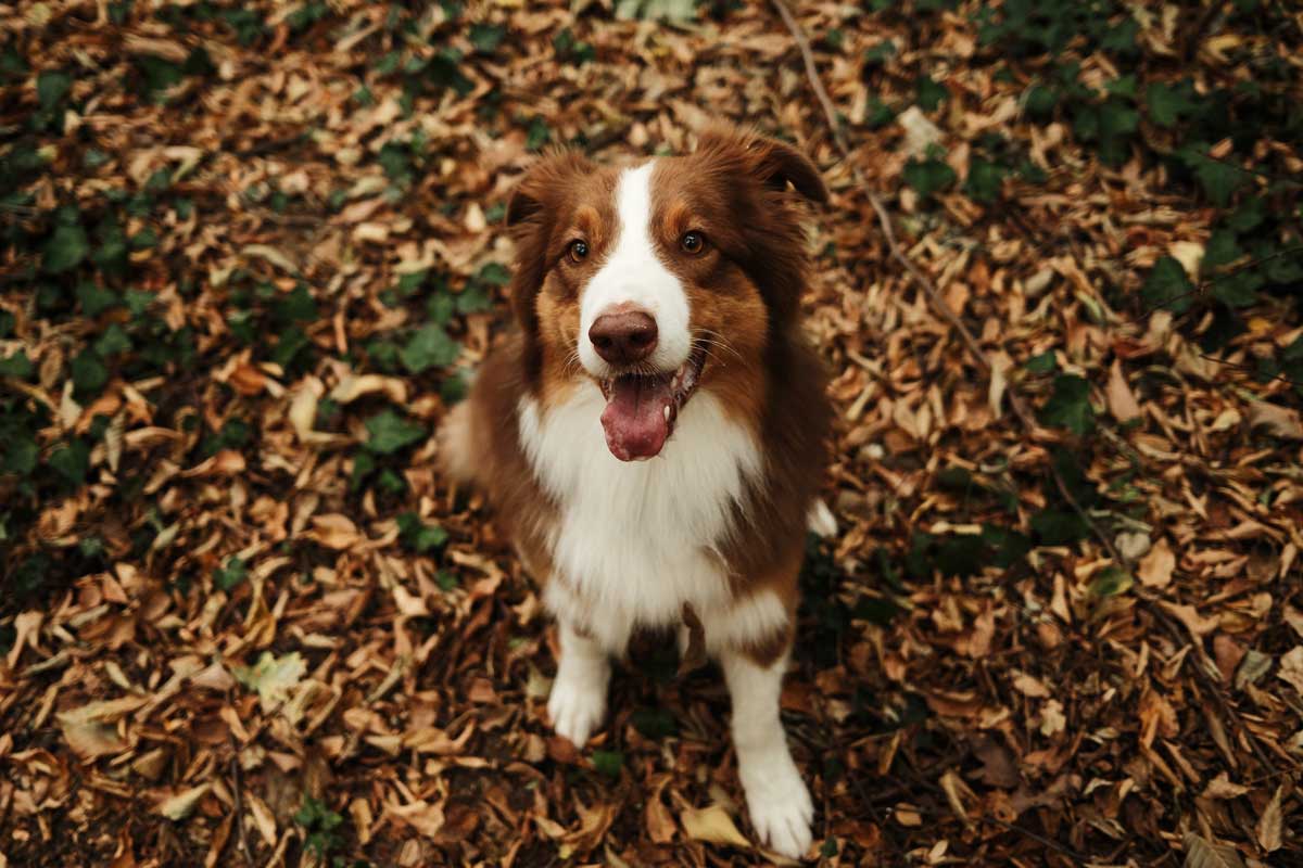 dog in brown fall leaves in yard