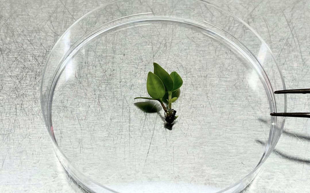 ‘This needs to happen fast’: Scientists race to cryopreserve a critically endangered tree before it goes extinct | Live Science