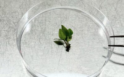 ‘This needs to happen fast’: Scientists race to cryopreserve a critically endangered tree before it goes extinct | Live Science