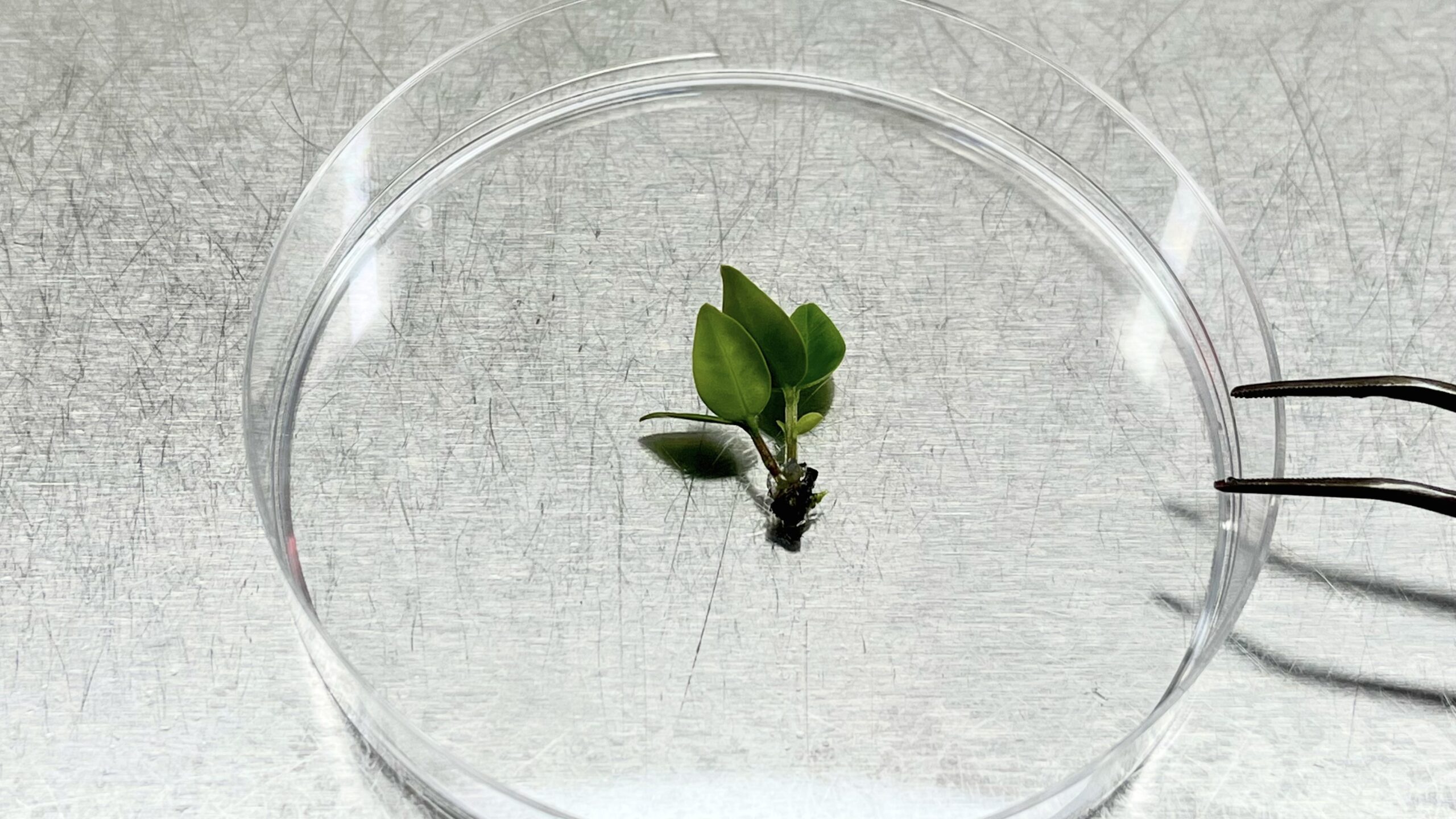 Scientists are cryopreserving a critically endangered tree species.