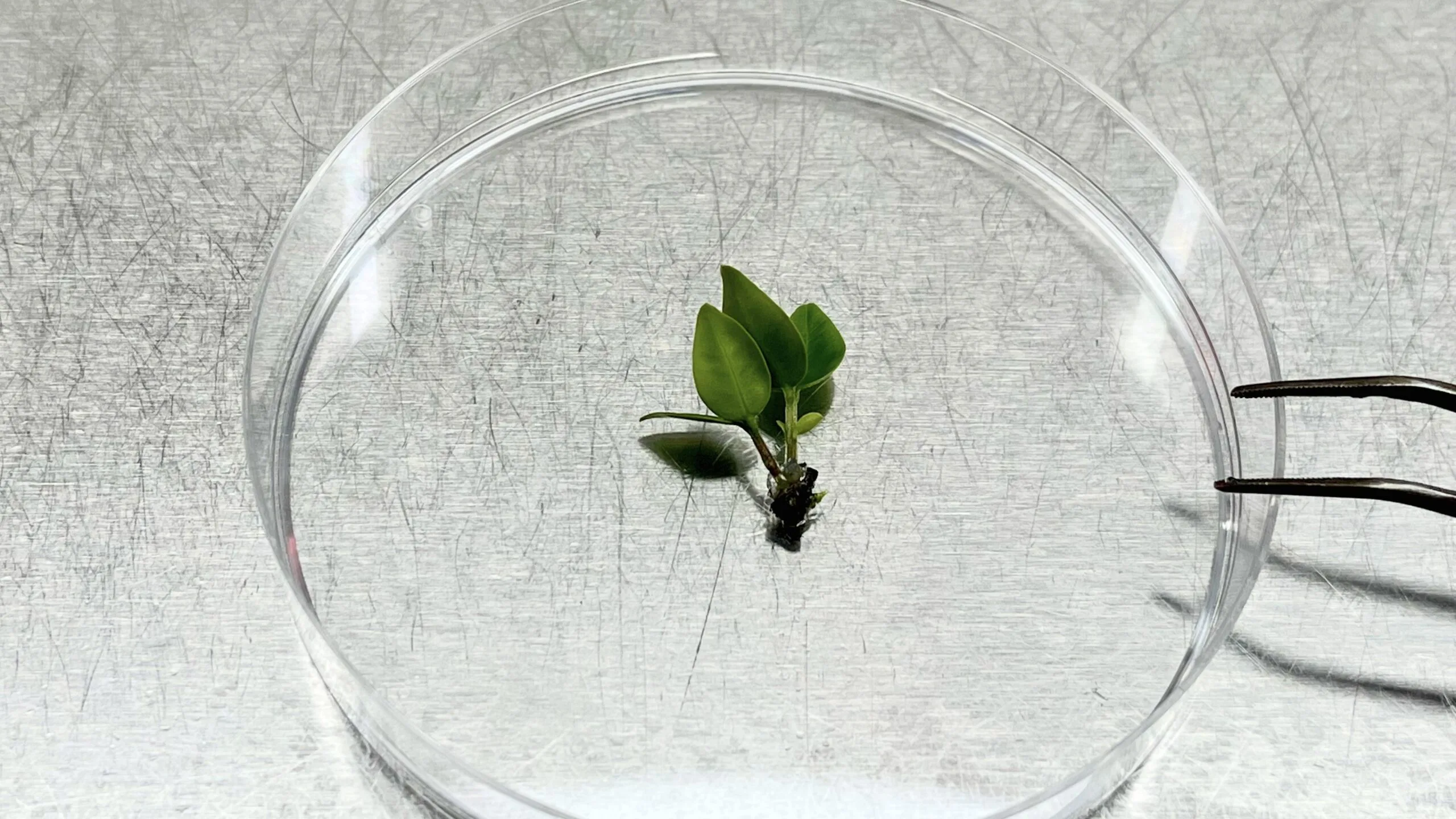 Scientists are cryopreserving a critically endangered tree species.