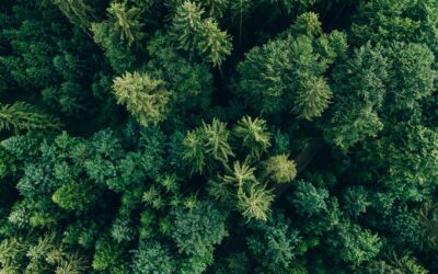 Scientists discover gold nanoparticles hidden in spruce tree needles | Live Science