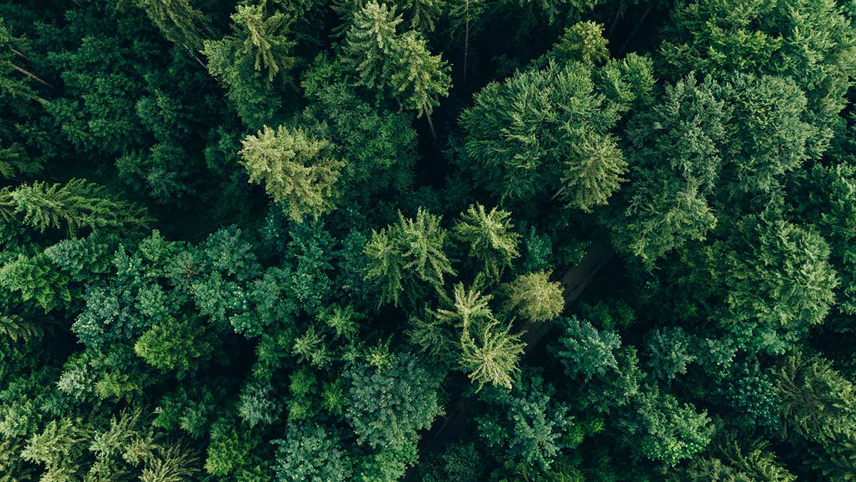 Aerial view of trees in forest