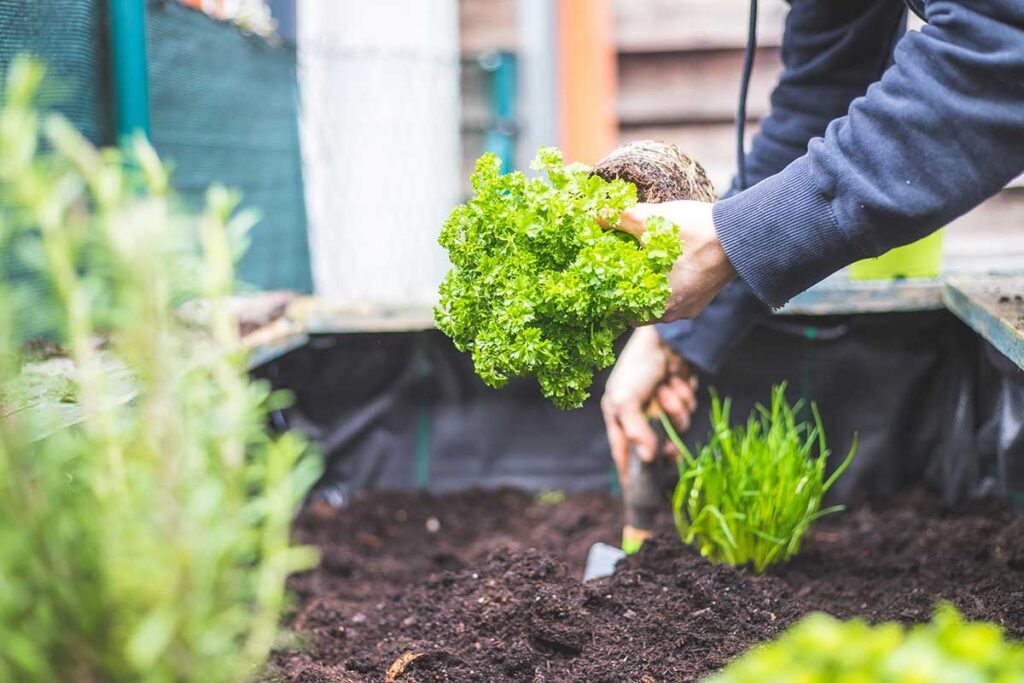 vegetable garden