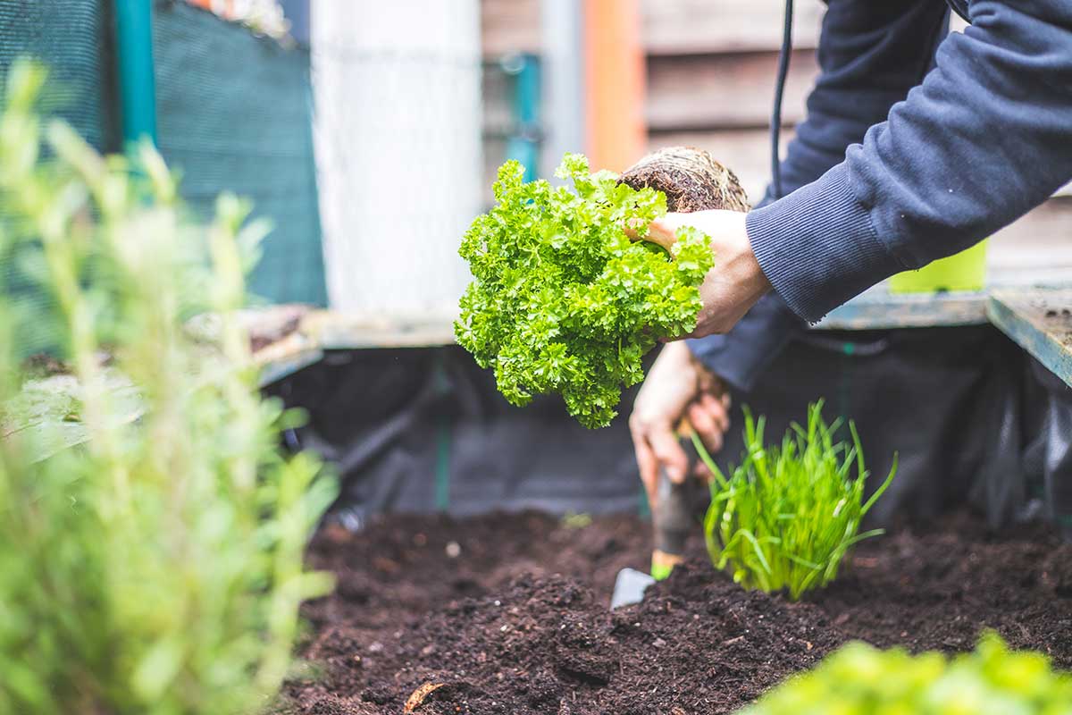 vegetable garden