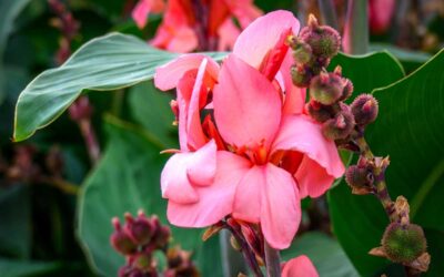 The Critical Error I Made Overwintering My Canna Lilies | Bob Vila