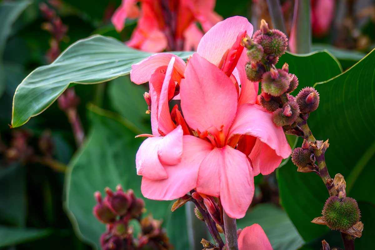 Canna lilies
