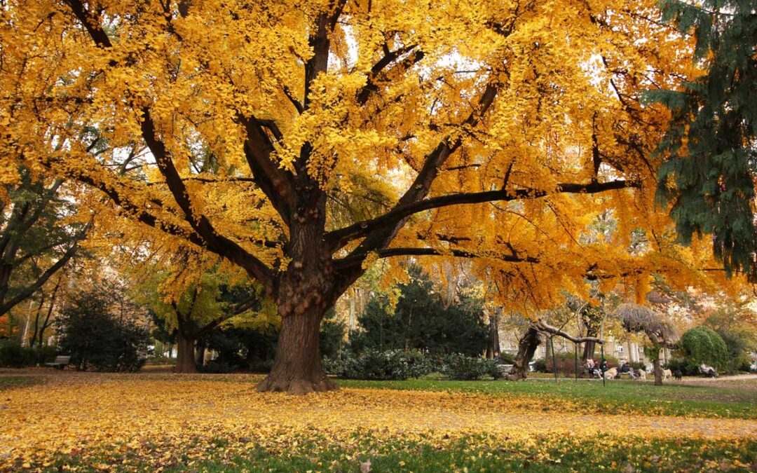 Prehistoric Trees That Survived Extinction — The Ginkgo and More Still Thrive Today | Discover