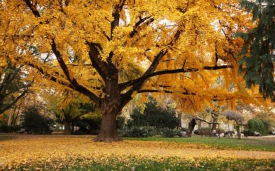 Prehistoric Trees That Survived Extinction — The Ginkgo and More Still Thrive Today | Discover